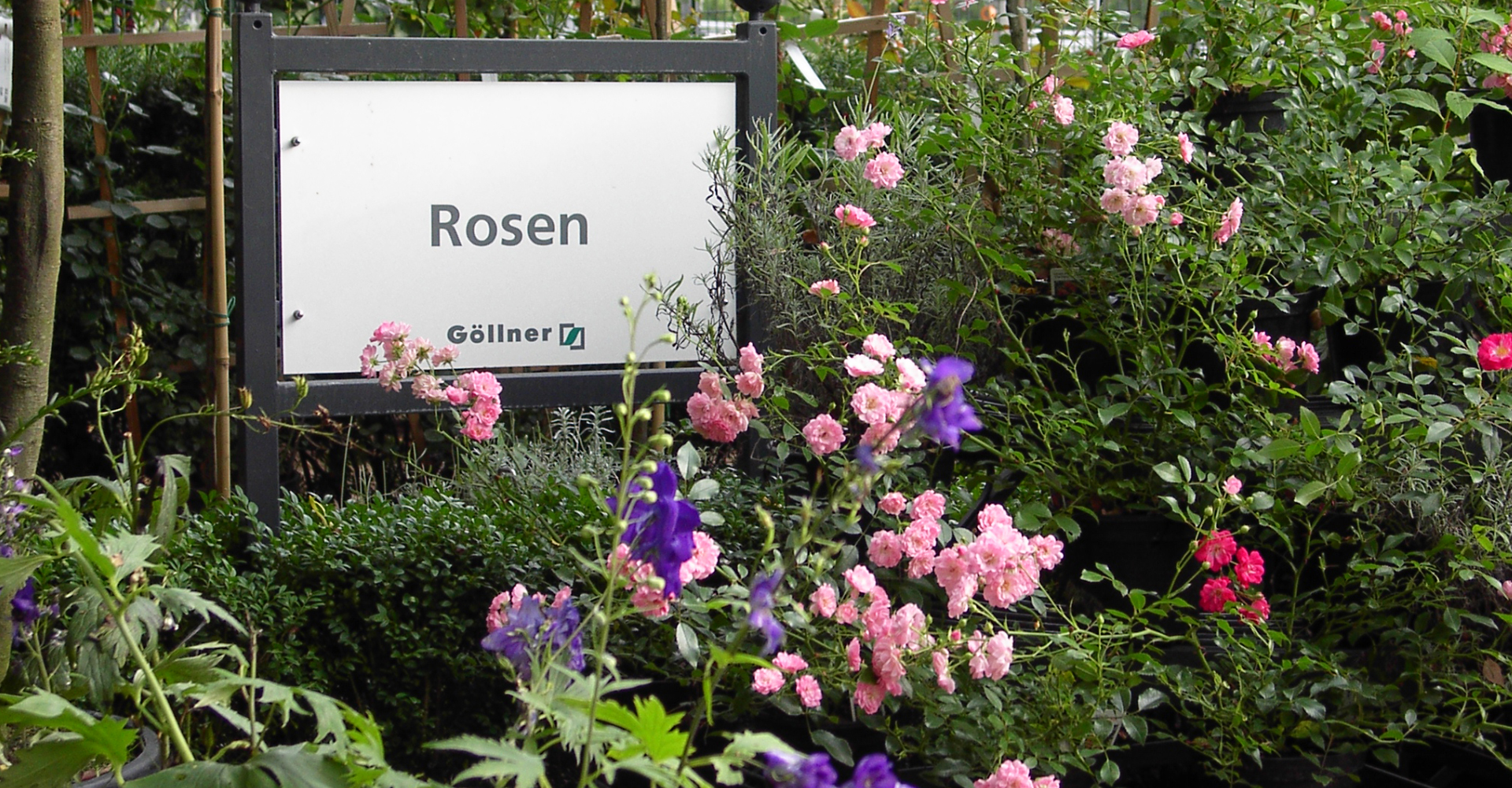 Rosengarten im Botanikgarten von Göllner